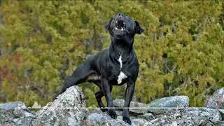 giant dog aggressive growl