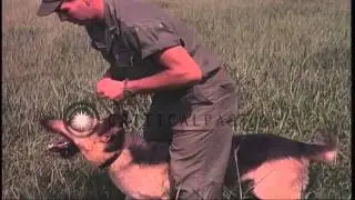 Handlers control a sentry dog and walk with it during a training in Vietnam. HD Stock Footage