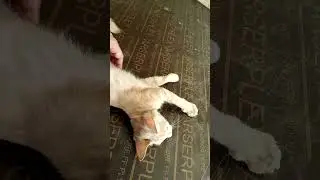 A #lovable #kitty #shorts