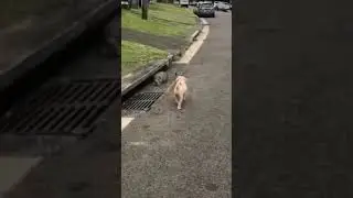 Wee 😂 #funny #viral #wee #meme #animals #funnyvideo #4u #funnyanimals #funnypet