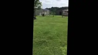 3 Doberman Running Around In The Back Yard Playing