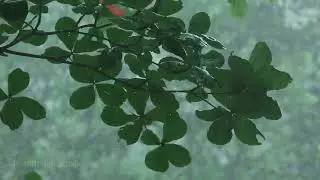 Sufi Ney Music & Light Rain | Deep Focus for Reading | Alpha Waves for Study