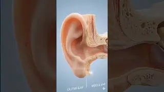 Inside the Human Ear: From Air to Nerve Signal ⚡️