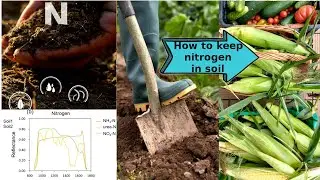 [ENG] 80% of the nitrogen will escape from the soil if you don't bury it. How to retain nitrogen