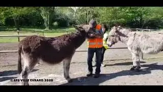 Balade avec les ânes de Ville Evrard