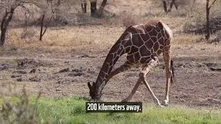Reducing water conflict where livestock and wildlife compete for the scarce resource