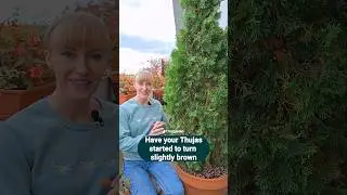 Туя (Arborvitae) коричневеет осенью? 🌲 #советыпосадоводству #туя #садоводнабалконе