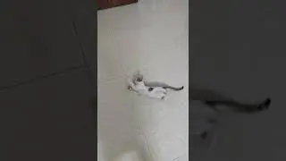 Funny kitten playing with clothespin 😂