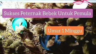 #DOD5 : Sukses untuk peternak pemula !!! DOD Bebek Umur 1 Minggu !!! Tips perawatan dan pakannya