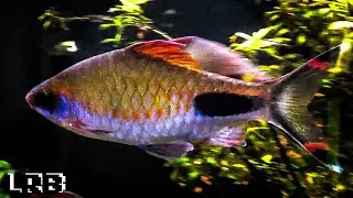 My Story Breeding Mascara Barbs Dawkinsia Assimilis