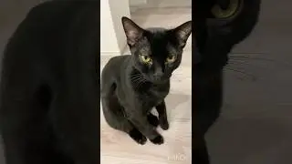お返事する黒猫ボンベイ　#子猫 #cat #bombay #猫のいる暮らし #ねこのいる生活 #ねこ #ねこ動画 #かわいい #癒やし #ねこ好き