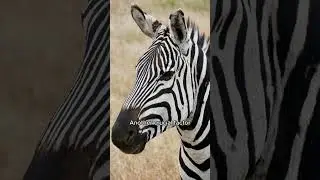 Why Humans Don't Ride Zebras?