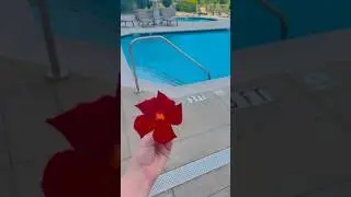 #flower #pool #plant #fypシ゚viral #fyp #fypviral #girl #hashtag #idkwhattoputhere #summer #flowers