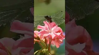 Mind-Blowing Dragonfly Facts in 30 Seconds #animalfacts #dragonfly