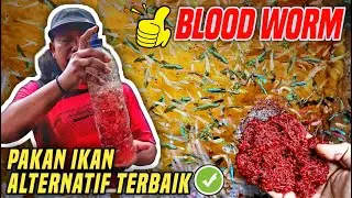 HOW TO FEED THE RIGHT FISH || BLOOD WORM