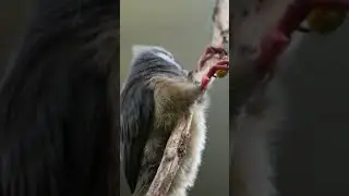 🕊️🍒White backed Mousebird🙂😀 #shorts #birds #youtubeusa #youtubeshorts