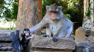 Such A Wonderful Mom! This Is Very Precious Action Of Monkey Anna Educates Tiny Baby AMINA....