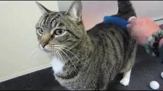 Leia - a sweet, friendly, playful & adorable 8-year old female domestic short-hair cat