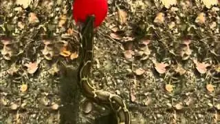 NATURE _ Invasion of the Giant Pythons _ Gator vs Python _ PBS [www.keepvid.com].mp4