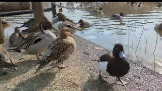 カモ　カモ