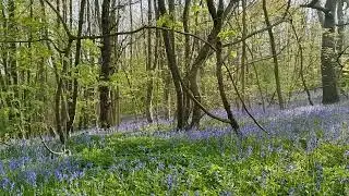 Deer bounding through Bluebell Wood