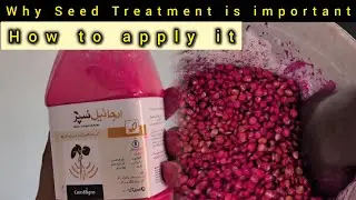 Why Seed Treatment is important | Protect Maize from Fungal Disease & Shoot Fly | How to apply it
