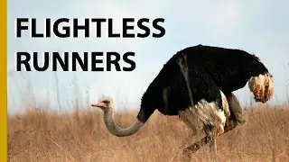 Ostrichs | The Biggest Birds in the World
