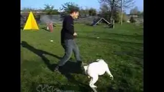 Addestratore cani - Luca Meneghetti  & Attila parte seconda.flv