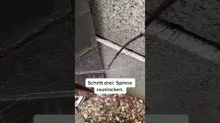 Wie ihr selber die gr&ouml;&szlig;te Spinne Deutschland findet 🕷