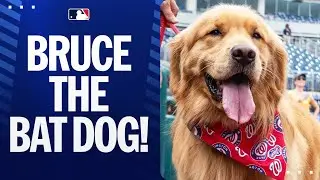 Bruce the Bat Dog has been called up by the Nationals! 🐕 ❤️