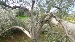 NO AL PIZZO video musicale di DARIO TINDARO VECA