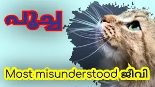 പൂച്ച | ഏറ്റവും തെറ്റിദ്ധരിക്കപ്പെട്ട ജീവി #Cat #behaviour #ScienceFacts