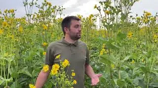 Сильфия в Украине