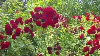 Gardener's Delight! Country home for sale | Salem real estate
