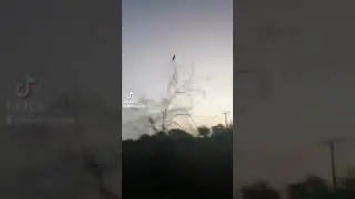 How Poachers Trap Birds in nets#shorts#pakistan#hunting#hunters#punjab#wildlife#nature#parrots#birds