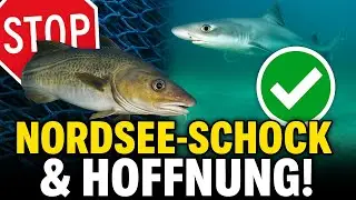 ANGELNEWS 25/25 - Null-Quote f&uuml;r Kabeljau?! Und pl&ouml;tzlich tauchen Haie auf!