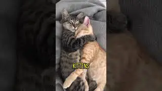 How Do Cats Choose Their Mates 🐾 #cat #animalfacts #animalshorts