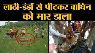 UP के Pilibhit Tiger Reserve में Tigress का Murder, एक गांव वाले की भी मौत