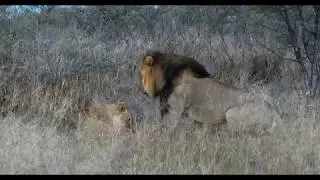 Lions Mating Ritual & Powerful Roar | Kalahari Wildlife
