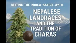 Beyond the Indica&ndash;Sativa Myth Nepalese Landraces and the Tradition of Charas