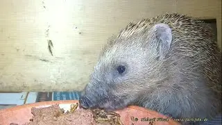 Katze zw&auml;ngt sich ins Igel Futterhaus (Labyrinth) - Cat squeezes into hedgehog feeding house