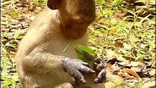 Poor Baby Janet Try Catch | Janet Very Sad Looking Her Hand Like This | Monkey Crying
