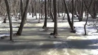 Ice in the woods. A short video by Haldor Paulsson.