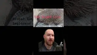 Western long beaked echidna