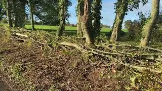 Dorset Hedgelayer Hazelbury Bryan -Sturminster rd