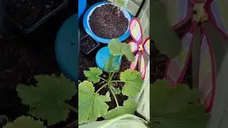 Zucchini SmartPot & Little Pots 7-22-24