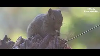 Bird photography in summer at Shan State, Myanmar
