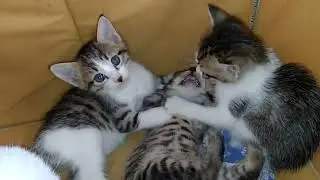 Mother Cat Leaves the House After Her Kittens Stop Respecting Her 😿