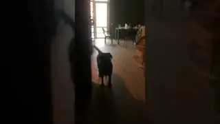 В размытом фокусе #shorts #dog #labrador #family #dogs #youtube #doglover #russia #short