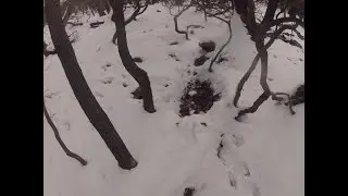 Fresh Powder & the 2nd Rut!